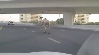 A screen grab of the runaway camel video.