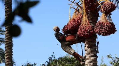 A farm worker harvests dates at a farm in Deir el-Balah, central Gaza Strip. The harvesting season for dates usually starts at the beginning of October, after the first rain. AP Photo