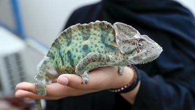 It is not just dogs and cats at Cloud 9 in Abu Dhabi. Victor Besa / The National