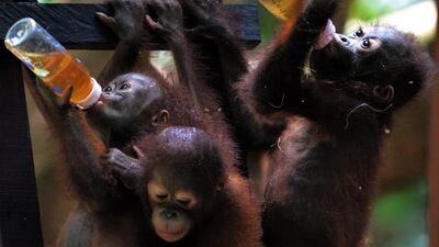 But hundreds of thousands of their species have died in the past four decades across Borneo, slaughtered by hunters, burnt in land-clearing fires or starved to death by habitat loss.
