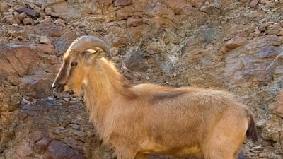 The Arabian tahr (Arabitragus jayakari). Photo: Akhlis Abbis-Fujairah Photography Archive