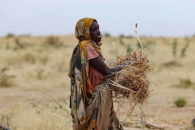A displaced Sudanese woman carries hay to a camp near the town of Tawila in North Darfur. AFP