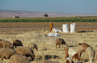 A young Syrian shepherdess watches as her sheep graze in a harvested wheat field in the countryside of the northeastern city of Qamishli, on September 18. As climate change increases the likelihood of wild fires and drought worldwide, Syria's breadbasket region of Hasakeh has been hard hit by low rainfall. AFP