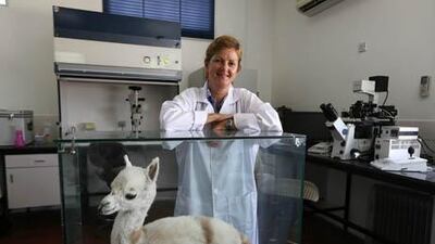 he expansion at the Camel Reproduction Centre will allow scientists to work on their new in vitro fertilisation (IVF) project, says Dr Lulu Skidmore, the director.