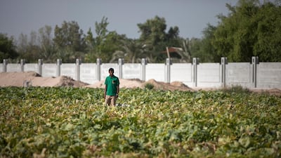 Zucchini are amongst other organically grown produce at the Excalibur Farm in Shahama. Silvia Razgova / The National.