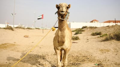 Camel farmers were easily able to distinguish between their animals by learning their physical characteristics. Lee Hoagland/The National