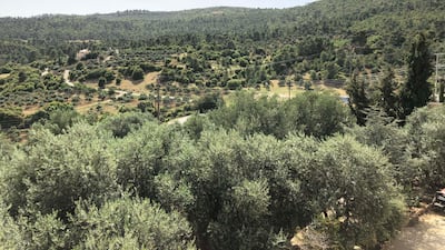 General view of olive groves and the forrest in the village of Dibbeen, around 50 kilometres northwest of Amman. Khaled Yacoub Oweis / The National
