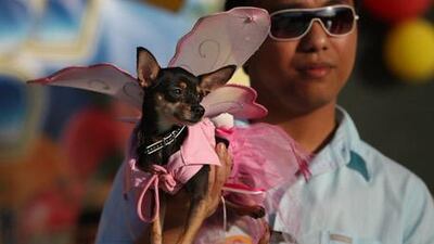 Pretty in pink: Lee Bangwic, 27, holds up his three-year-old Chihuahua, Valerie, dressed as a fairy godmother, for the Best Fancy Dress contest. Valerie came in third place.