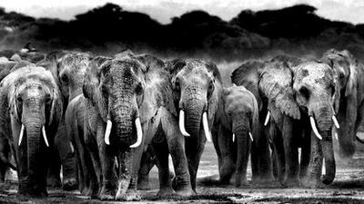 Christian Ghammachi’s photographs in Forsaken are drained of colour to the point that they look black and white and, a times, post-apocalyptic. Courtesy Showcase Gallery