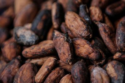 Sun-dried cocoa beans at a warehouse in Kwabeng in the Eastern Region, Ghana. As the world's cocoa powerhouses accounting for more than 60 per cent of global supply, Ghana and the Ivory Coast are both facing catastrophic harvests this season. Reuters