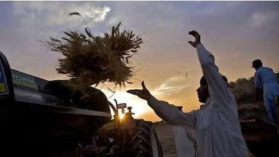 Farmers thresh wheat in Pakistan, where Al Dahra holds 4,050 hectares.