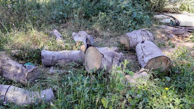 Tree trunks and branches litter the ground in the Garabulli area, a coastal area east of Tripoli, famed for its pristine white sands and its trees, on March 14, 2023. - War-ravaged Libya is better known for its oil wealth than its forests, but environmentalists hope to save its remaining green spaces from logging, development and the impacts of climate change. (Photo by Mahmud Turkia / AFP)