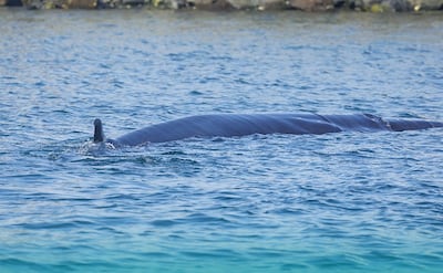A Bryde’s whale spotted in UAE waters near Fujairah Port. Photo: Fujairah Environment Authority