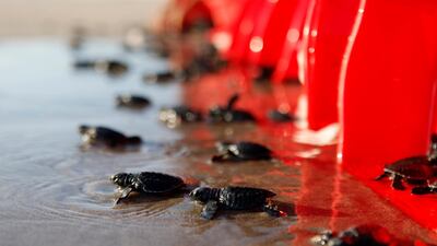 Baby turtles released into the ocean in Bali, Indonesia. AP Photo