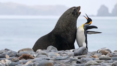A fur seal and a king pengium chest bump on South Georgia Island. Thomas Mangelsen / The Comedy Wildlife Photography Awards 2019