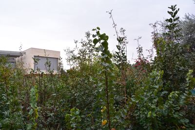 The pilot project in a private property in Amman