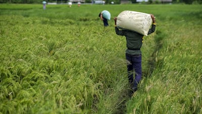 A rice farm in Quezon province. The Philippines' agriculture sector grew 1.2 per cent in 2023, doubling the 0.6 per cent it posted in 2022. Bloomberg