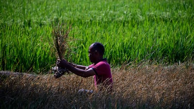 A farmer checks his rice paddy crop, damaged due to drought, in Indonesia's Aceh province. AFP
