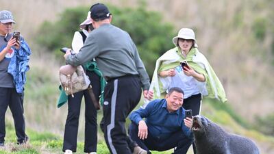 A New Zealand fur seal in Katiki Point, the southern end of the Moeraki Peninsula, about 80km north of Dunedin. AFP