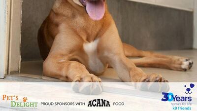 Elizabeth came to K9 as a puppy when she was rescued from an industrial Estate with her mum and siblings. Now 10 months old, active and friendly, she will make a great addition to a family.Courtesy K9 Friends Dubai