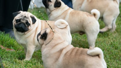 The pug group is judged outside at the 145th annual Westminster Kennel Club Dog Show. AP