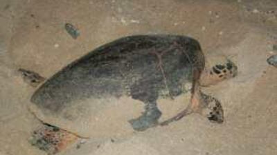 A hawksbill turtle nests on the banks of Bu Tinah Island.