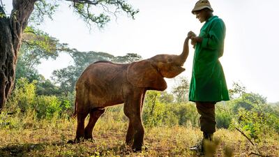 Episode 5, Humans: a young orphaned elephant with his keeper at The David Sheldrick Wildlife Trust’s Nairobi nursery in Kenya. Photo: Nick Shoolingin-Jordan / Silverback Films 2019