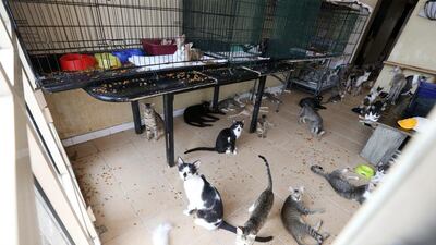 Readers discuss the best ways to deal with the surplus of unwanted pets Pawan Singh / The National