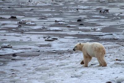 A young male polar bear waits for the sea ice to return in the Churchill Wildlife Management Area, Manitoba, Canada, October 28, 2020. Reuters.