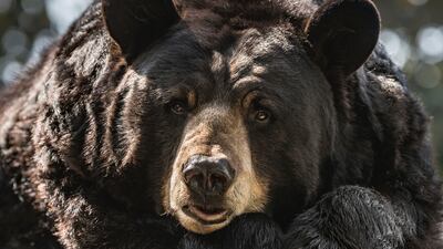 A black bear, like the one pictured, trundled out of the nearby woods and began raiding the dessert table. AP