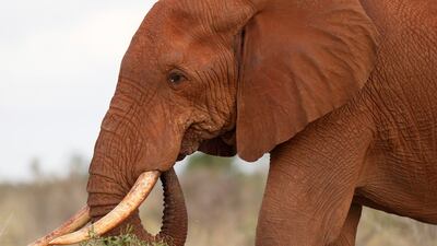 An elephant eats grass at Tsavo. AP