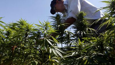 A farmer is seen tending to cannabis plants in a field in the Yammouneh area west of Baalbek, Lebanon, August 13, 2018. Reuters, file