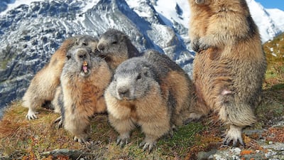 Family get-together by Michael Schober, Austria. Marmots have become accustomed to the presence of humans in Hohe Tauern National Park, Austria and allow people to observe and photograph them at close range. This behaviour is beneficial for the marmots, as human company deters predators such as golden eagles. Michael Schober / Wildlife Photographer of the Year
