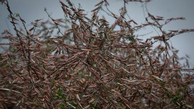 A swarm of desert locusts sits on braches of a tree in the bush near Enziu, Kitui County, some 200km east of the capital Nairobi, Kenya. EPA