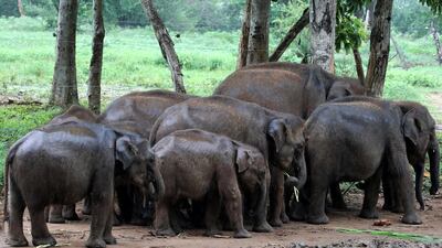 Orphaned baby elephants return to their leisure spots after feeding at the Elephant Transit Home Udawalawe, 160 kms from Colombo, Sri Lanka. EPA