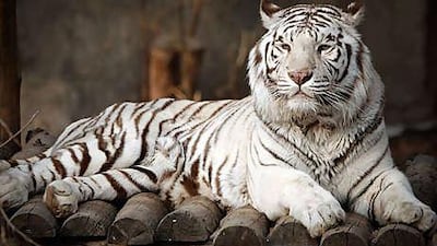 In some Chinese zoos, animals are kept in small cages.