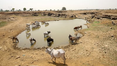 Cattle drink water at an abandoned stone quarry in Chipiya Abhaipur, Uttar Pradesh. Reuters
