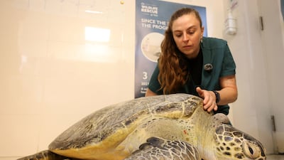 Conservationists in Abu Dhabi often focus on the wellbeing of green turtles. Chris Whiteoak / The National
