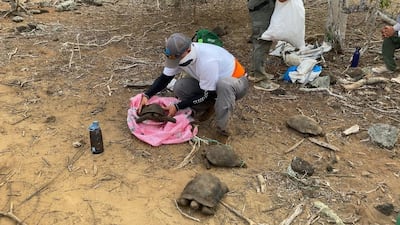 A group of park rangers release a San Cristobal island giant tortoise, in Galapagos, Ecuador on September 28, 2020. A group of 36 giant tortoises of an endangered species and born in captivity was repatriated to their habitat on San Cristobal Island, one of the main islands of the Ecuadorian archipelago of Galapagos. Handout picture by Galapagos National Park / AFP