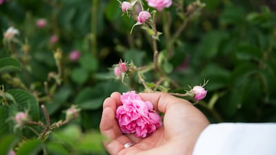 A tour guide demonstrates how roses are picked, by holding the bloom at the base and using the thumbnail to cleanly cut the stalk. Picking the roses like this preserves the petals until they are used for distillation.