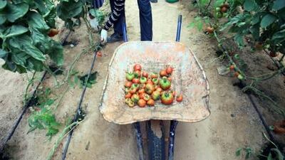 A detail shot of freshly picked tomatoes in a greenhouse at the International Agricultural Logistics (IAL) farm in Ajman.