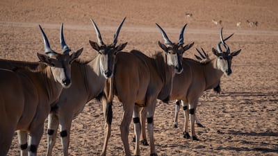 The safari park surrounding Nofa Riyadh is home to lions, elephants, zebras, oryx and more. Photo: Radisson Hotels