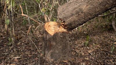 A freshly cut rosewood tree in the village of Coli. The hardwood is used to make antique-style furniture, which is exported to North America and Europe and is popular in China with its growing middle class. Joe Penney / Reuters