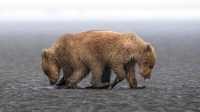 Third prize for the general category (colour) goes to Emirati photographer Rashed Al Sumaiti. Titled 'One Soul Opposite Direction', the photo of two bear cubs scavenging for food was taken in the Alaskan wilderness. Rashed Al Sumaiti