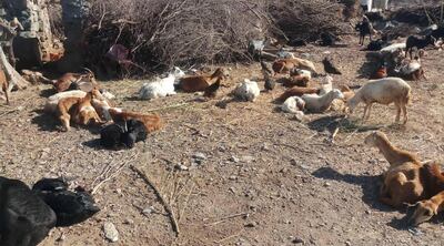 Goats, cows and sheep start suffering a dry throat and complications in their legs, they can't move، and then they abandon food as the disease develop until they die. Courtesy Al Dhalea Media Centre