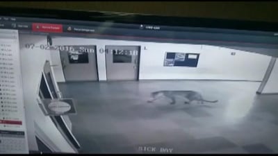 This leopard was caught on camera prowling around a residential building in India.