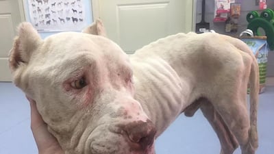 Certain breeds of dog used for illegal fighting, like this pitbull found in Jumeirah, are being abandoned once they have served their purpose and are no longer strong enough to win bouts against other animals. Courtesy Dubai Animal Welfare Society