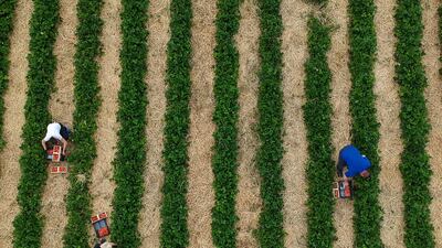 Weather-induced food shortages look set to increase unless effectively mitigated. Getty