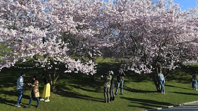 People stand under cherry blossom trees in the Olympic Park in Munich, southern Germany. AFP