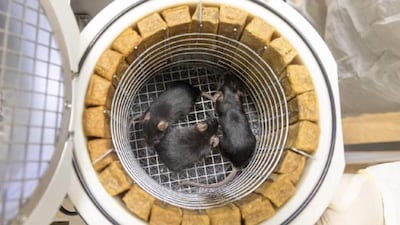 Russia's space agency says the mission will help scientists understand how space phenomena affect living organisms. Photo: Roscosmos / Telegram